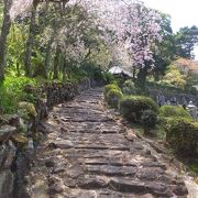 曽我兄弟ゆかりのお寺。桜がきれい。足湯がある。