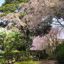 桜がきれい。