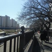 川幅の広い川の川辺に展開する桜並木