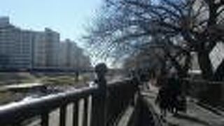 川幅の広い川の川辺に展開する桜並木