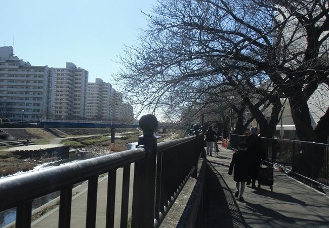 川幅の広い川の川辺に展開する桜並木