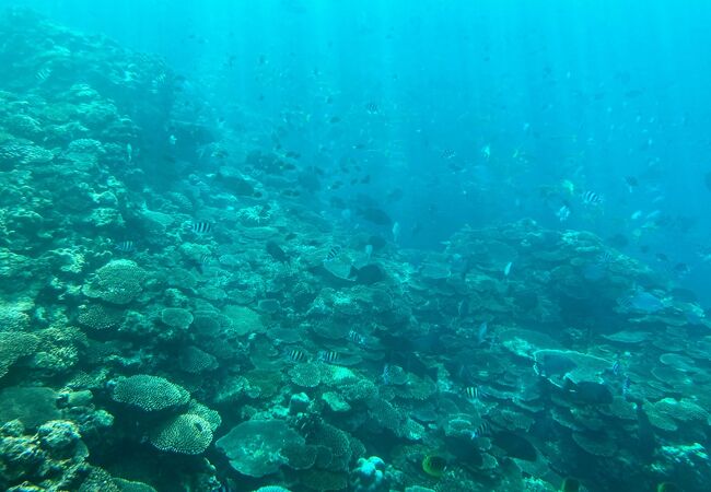 自然の魚の数にビックリ