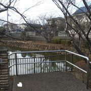 水鳥のいる住宅街の調整池