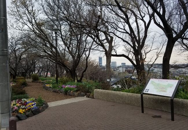 花も葉もない枝が空に伸びる姿は何だかおどろおどろしくもありました