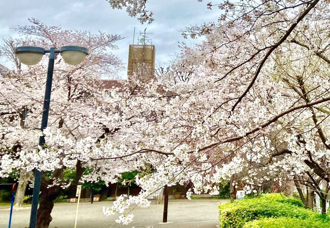 桜も綺麗