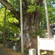 天然記念物の大イチョウ