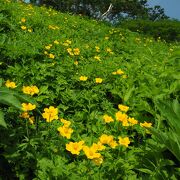 花が楽しく短時間で登れます