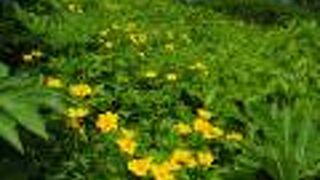 花が楽しく短時間で登れます