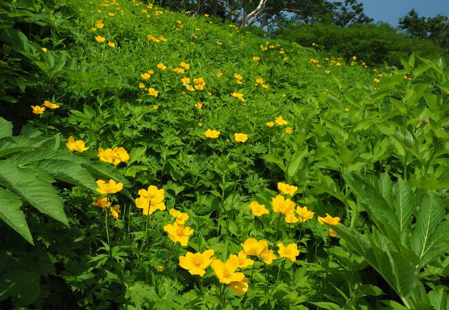 花が楽しく短時間で登れます