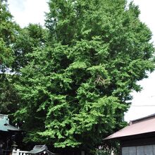 樹齢1000年近い大イチョウ