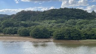 沖縄本島ではとっても大きなマングローブ林