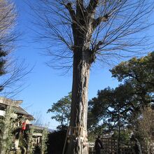 八雲神社ご神木