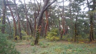 松林の広い公園