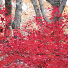 「太閤下ろしの滝」付近の紅葉