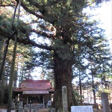 塩原八幡神社の本堂前にそびえています