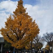 秋色の上野恩賜公園