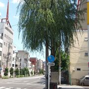 吉原大門交差点にある柳の木