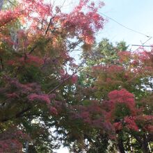 寿福寺方面の木