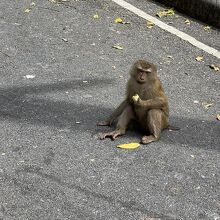 可愛いですが、怖い