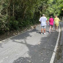 杖ではなく、猿が飛びついてきて対峙するための棒を持っています