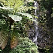 周囲にはヒカゲヘゴも沢山生えています