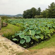 蓮の葉が池に浮かぶのどかな公園になっています