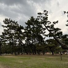 浜寺公園