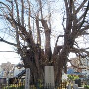 善福jの墓地内に植えられた、樹齢750以上と推定される銀杏です