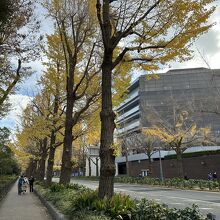 イチョウ並木が続く通り