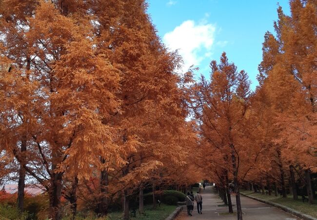 自然いっぱいの公園