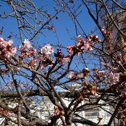 あたみ桜の基準木があります （糸川遊歩道） 