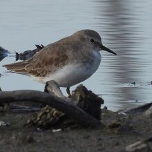 オジロトウネン
