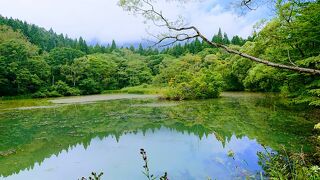 気軽に森林浴