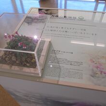 万座の植物展示