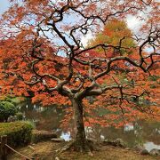 やはり紅葉の頃が見ごたえあり