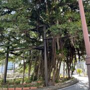 道路の真ん中にある樹齢３００年のガジュマルの大木