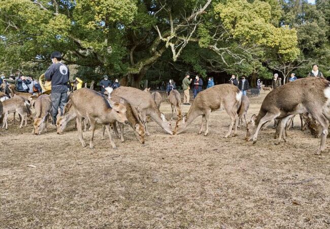 鹿寄せ