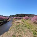 みなみの桜 （青野川千本桜）