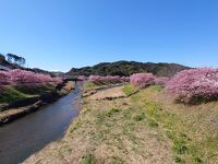 みなみの桜 （青野川千本桜）