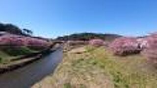 みなみの桜 （青野川千本桜）