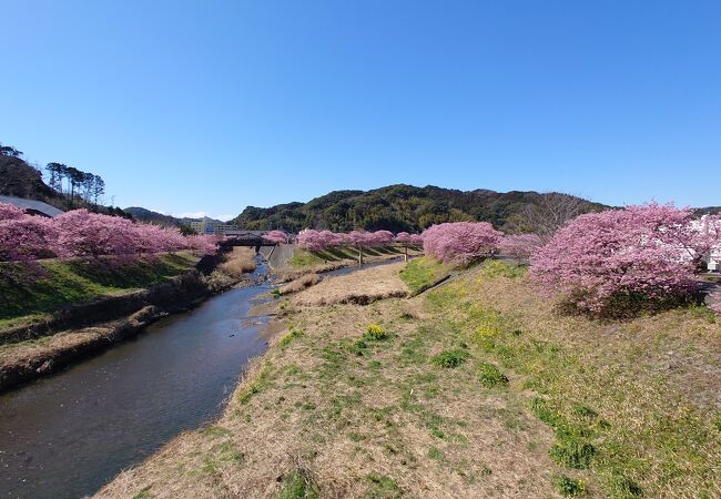 みなみの桜 （青野川千本桜）