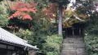 境内は紅葉がとてもきれいで見ごたえがありました