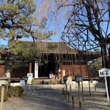 本堂とおかめ桜