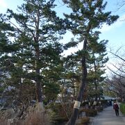 冬でも元気な松並木 （草加松原遊歩道）