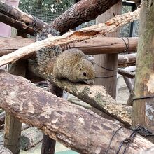 タイワンリスに餌やり体験ができます