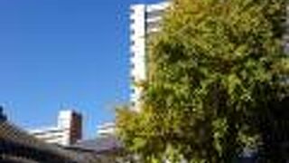 樹齢700年の大銀杏があります