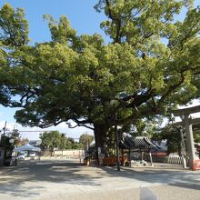 百舌鳥八幡宮樹齢800年のクスノキ