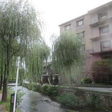 柳がいい雰囲気です