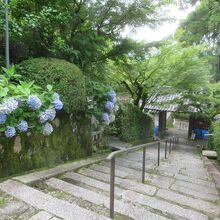 アジサイが奇麗でした