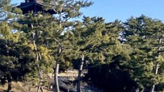 ここから見る五重塔の景色が好きです。